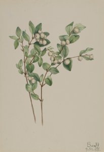 Snebær (Symphoricarpos albus) af Mary Vaux Walcott