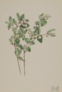 Snowberry Symphoricarpos albus, 1918. af Mary Vaux Walcott
