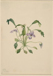 Sydlig fuglefod-viol (Viola digitata) af Mary Vaux Walcott