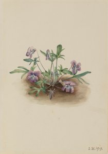Sydkystviol (Viola septemloba) af Mary Vaux Walcott