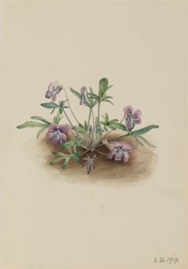 Southern Coast Violet Viola septemloba, 1919. af Mary Vaux Walcott