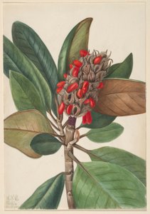 Sydlig magnolia (Magnolia grandiflora) af Mary Vaux Walcott