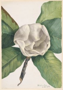 Sydlig magnolia (Magnolia grandiflora) af Mary Vaux Walcott