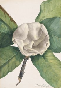 Southern Magnolia Magnolia grandiflora, 1918. af Mary Vaux Walcott