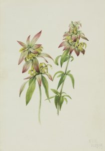 Plettet bibalsam Monarda punctata, 1919. af Mary Vaux Walcott