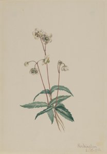 Plettet pipsissewa (Chimaphila maculata) af Mary Vaux Walcott