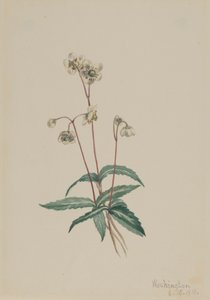 Plettet Pipsissewa Chimaphila maculata, 1918. af Mary Vaux Walcott