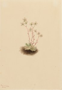 Plettet stenbræk (Saxifraga bronchialis) af Mary Vaux Walcott