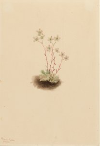 Plettet saxifrage Saxifraga bronchialis, 1903. af Mary Vaux Walcott