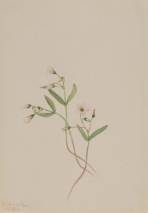Forårsskønhed (Claytonia lanceolata) af Mary Vaux Walcott