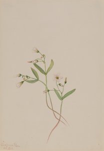 Spring Beauty Claytonia lanceolata, 1916. af Mary Vaux Walcott