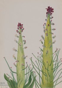 Squaw-Cabbage Caulanthus inflatus, 1935. af Mary Vaux Walcott