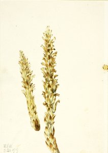 Squawroot Conopholis americana, 1919. af Mary Vaux Walcott