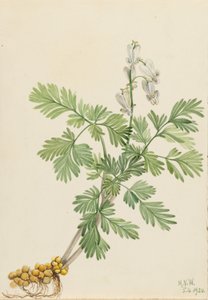 Egernmajs (Bikukulla canadensis) af Mary Vaux Walcott