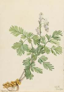 Egern Majs Egern canadensis, af Mary Vaux Walcott