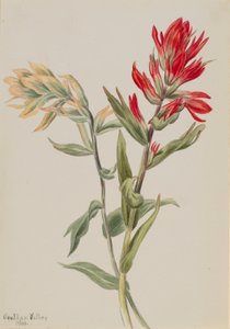 Stachys palustria af Mary Vaux Walcott