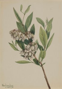 Staggerbusk (Pieris mariana) af Mary Vaux Walcott