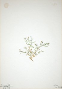 Stelleria leata af Mary Vaux Walcott