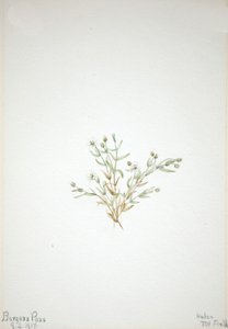 Stelleria leata, 1917. af Mary Vaux Walcott