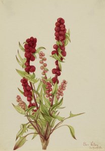 Strawberry-Blite Chenopodium capitatum, 1918. af Mary Vaux Walcott