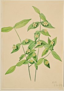 Jordbærbusk (Euonymus americanus)