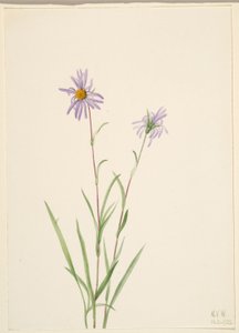 Sumpstjerne (Aster paludosus) af Mary Vaux Walcott