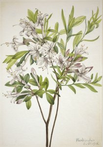 Sump-azalea (Azalea viscosa) af Mary Vaux Walcott