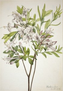 Sump Azalea Azalea viscosa, 1918. af Mary Vaux Walcott
