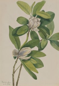 Sumpmagnolie (Magnolia virginiana) af Mary Vaux Walcott