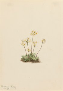 Søde Androsace Androsace carinata, 1916. af Mary Vaux Walcott