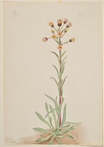 Højtvoksende loppeurt (Erigeron acris) af Mary Vaux Walcott