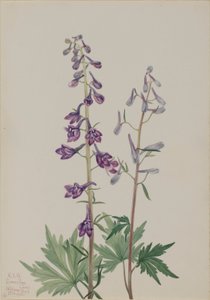 Høj lærkespore (Delphinium elongatum) af Mary Vaux Walcott