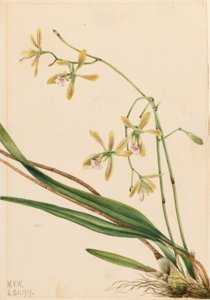 Tampa Epidendrum (Epidendrum tampense) af Mary Vaux Walcott