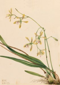 Tampa Epidendrum Epidendrum tampense, 1919. af Mary Vaux Walcott