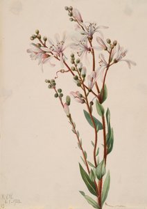 Tjæreblomst Befaria racemosa, 1922. af Mary Vaux Walcott