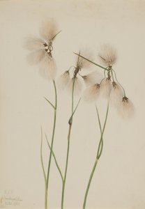 Kvastbomuld (Eriophorum angustifolium) af Mary Vaux Walcott