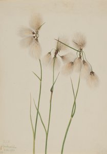 Kvast Bomuldsgræs Eriophorum angustifolium, 1920. af Mary Vaux Walcott
