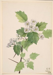 Tjørn i krat (Crataegus coccinea) af Mary Vaux Walcott