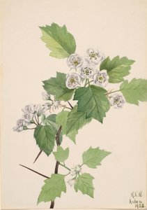 Krattetjørn Crataegus coccinea, 1922. af Mary Vaux Walcott