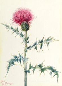 Tidsel (Cirsium arizonica) af Mary Vaux Walcott