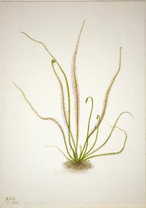 Trådbladet soldug (Drosera rotundifolia) af Mary Vaux Walcott