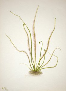 Soldug Drosera rotundifolia, 1933. af Mary Vaux Walcott