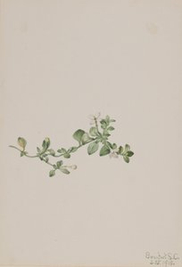 Efterfølgende Houstonia Houstonia procumbens, 1918. af Mary Vaux Walcott