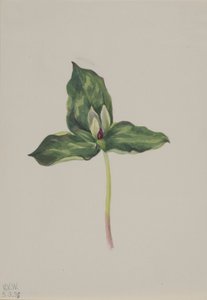 Trillium discolor af Mary Vaux Walcott