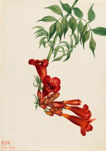 Trompetranke (Bignonia radicans) af Mary Vaux Walcott