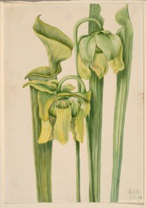 Trompetblad (Sarracenia flava) af Mary Vaux Walcott