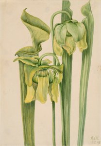 Trompetblad Sarracenia flava, 1920. af Mary Vaux Walcott