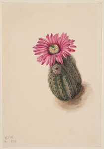 Kalkunhovedkaktus (Echinocerus perbellus) af Mary Vaux Walcott