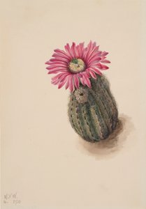 Turk Head Cactus Echinocereus perbellus, 1930. af Mary Vaux Walcott