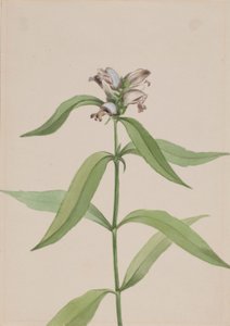Skildpaddehoved (Chelone glabra) af Mary Vaux Walcott